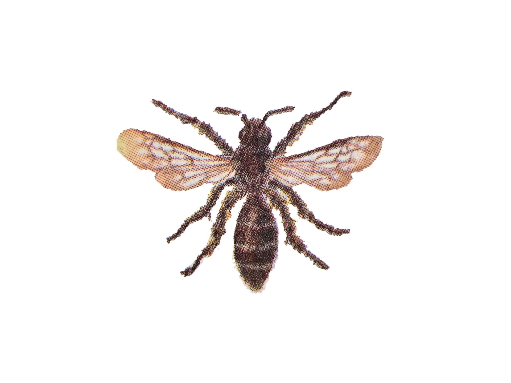 vabzd-iai-lietuvos-raudonoji-knyga
